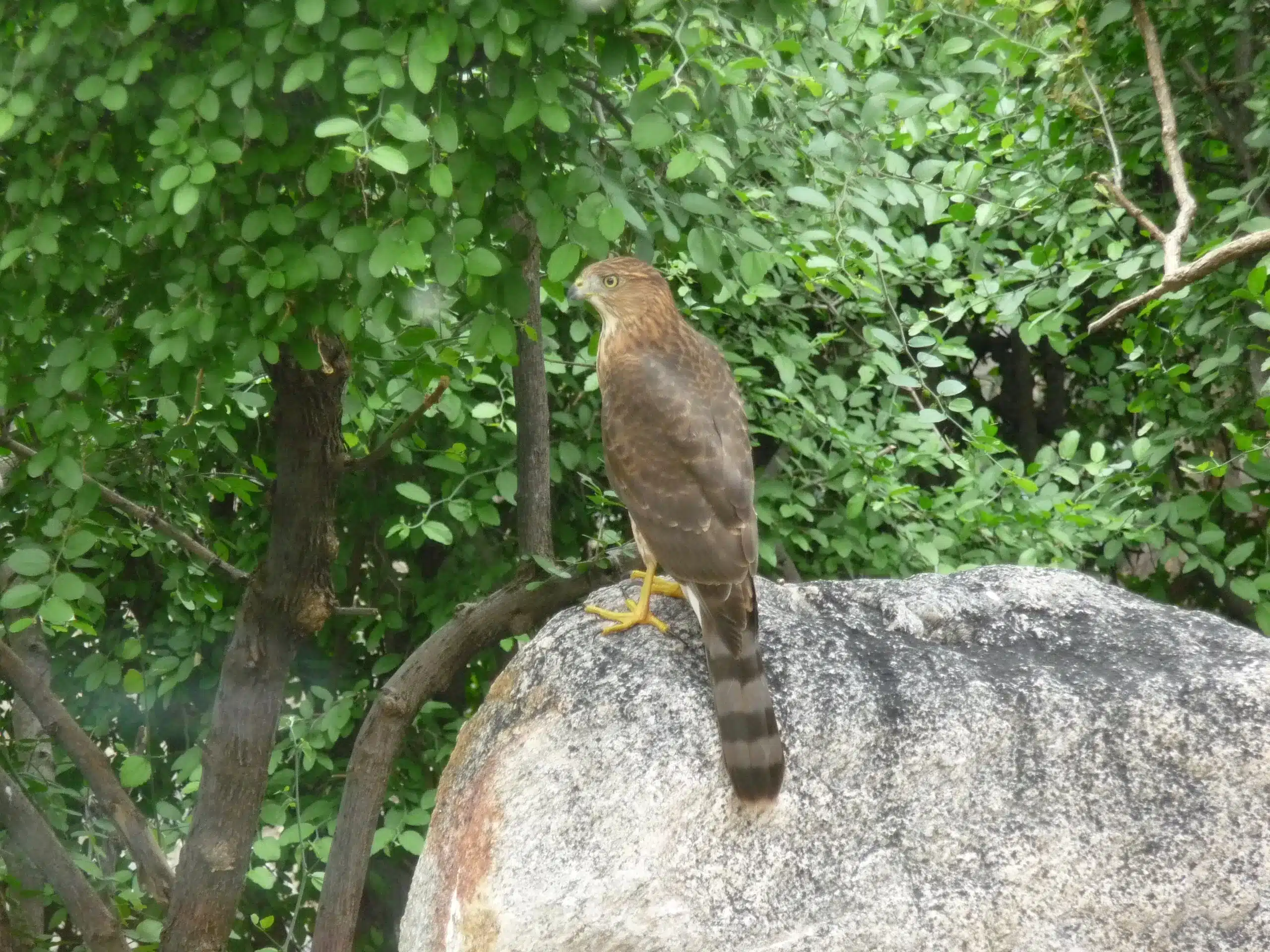 Cooper's Hawk front yard