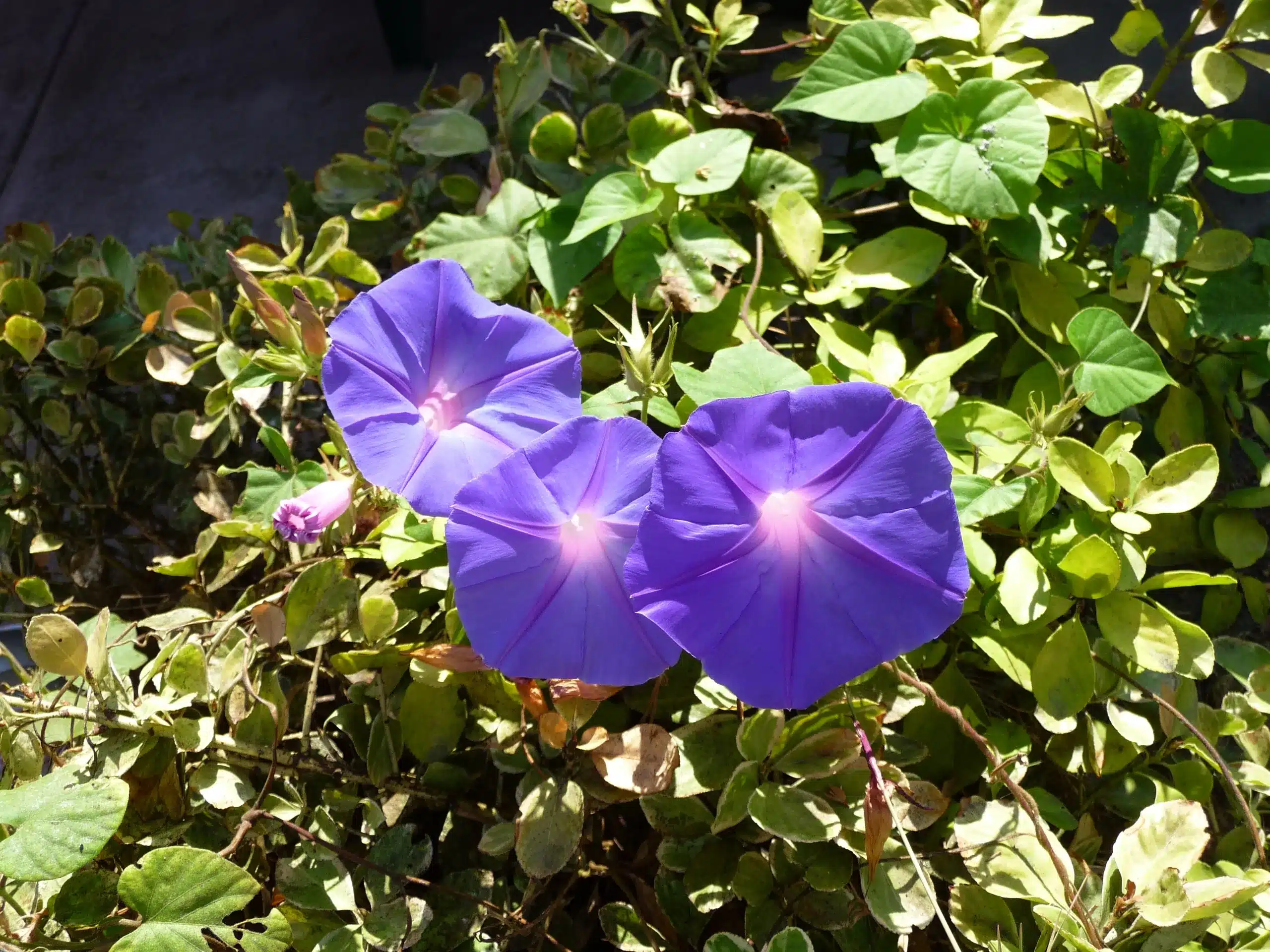 Flowers in garden, catch the sun at breakfast
