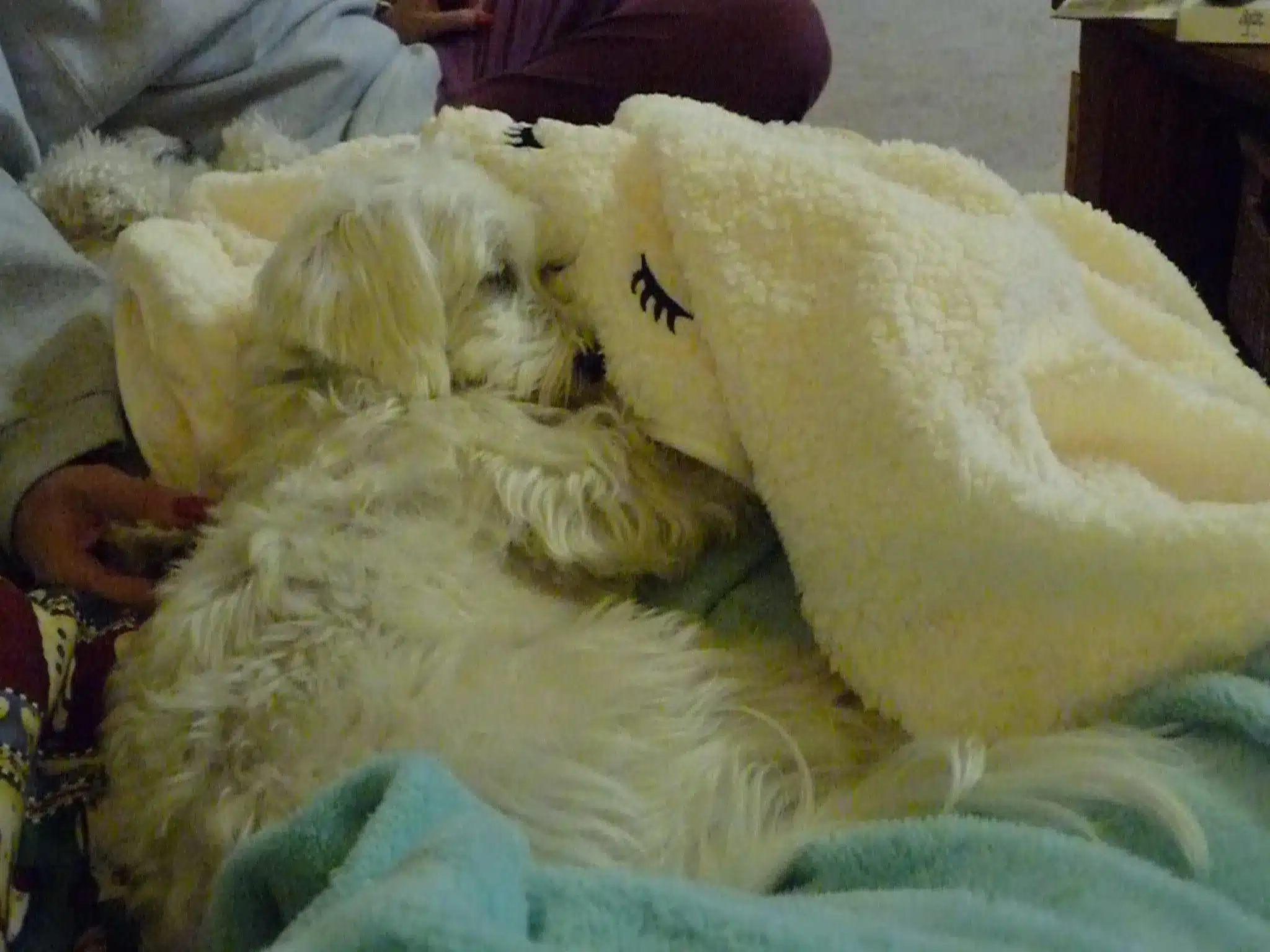 My mother's pooch, Sparky, taking a nap with a lambie blanket