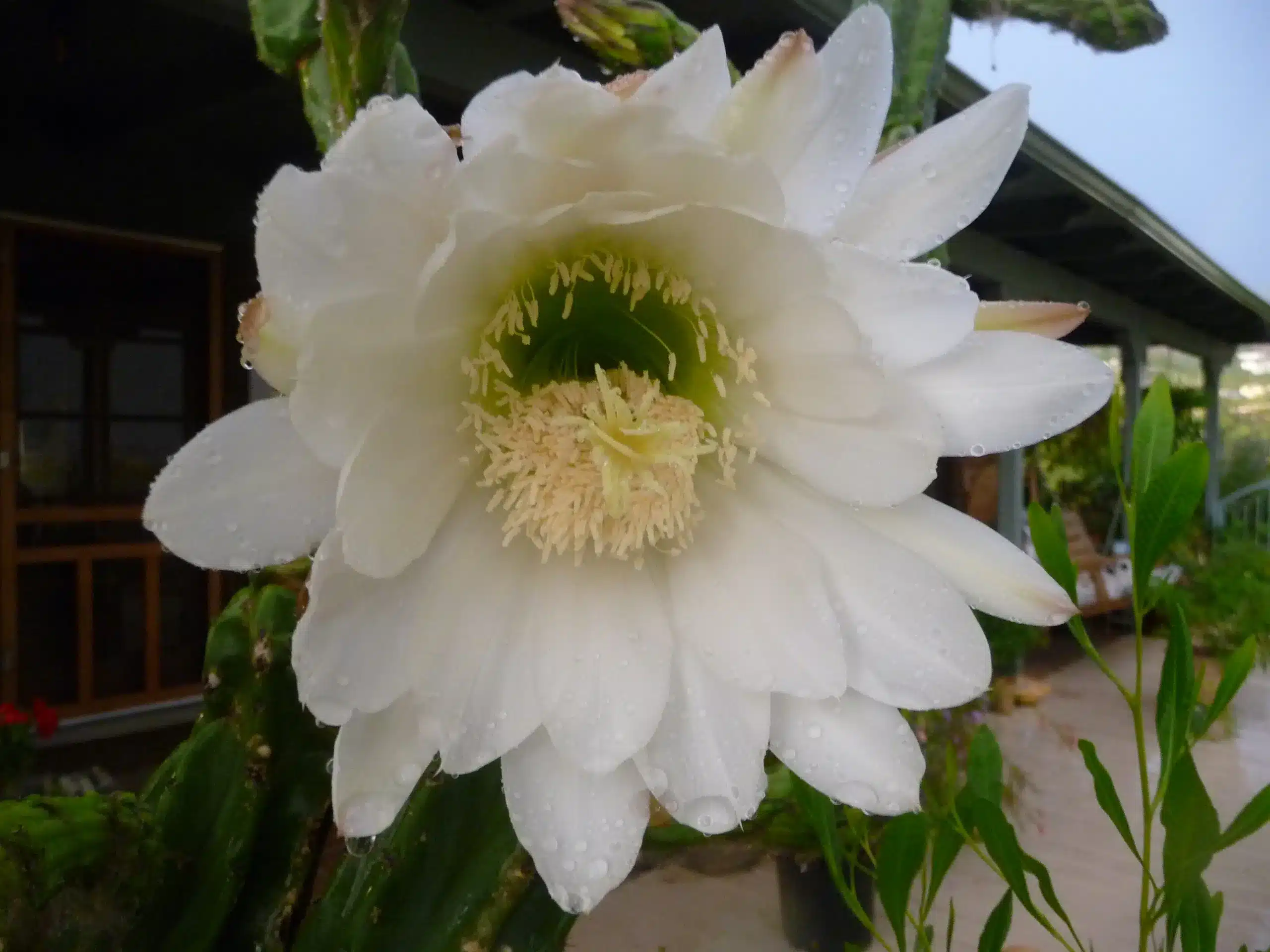 Cactus bloom August 2017 Juliana's garden