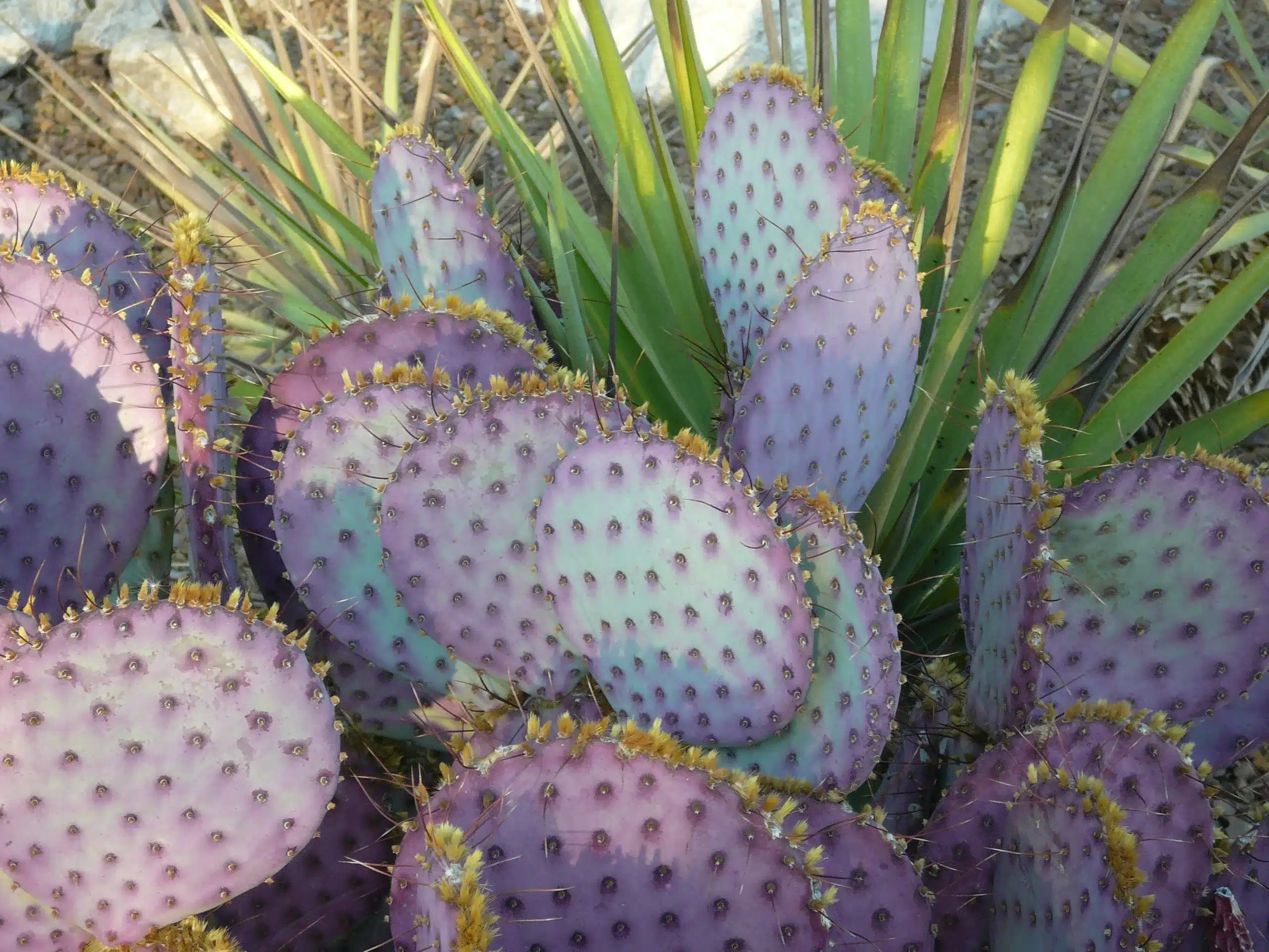 Cactus near my home 2015