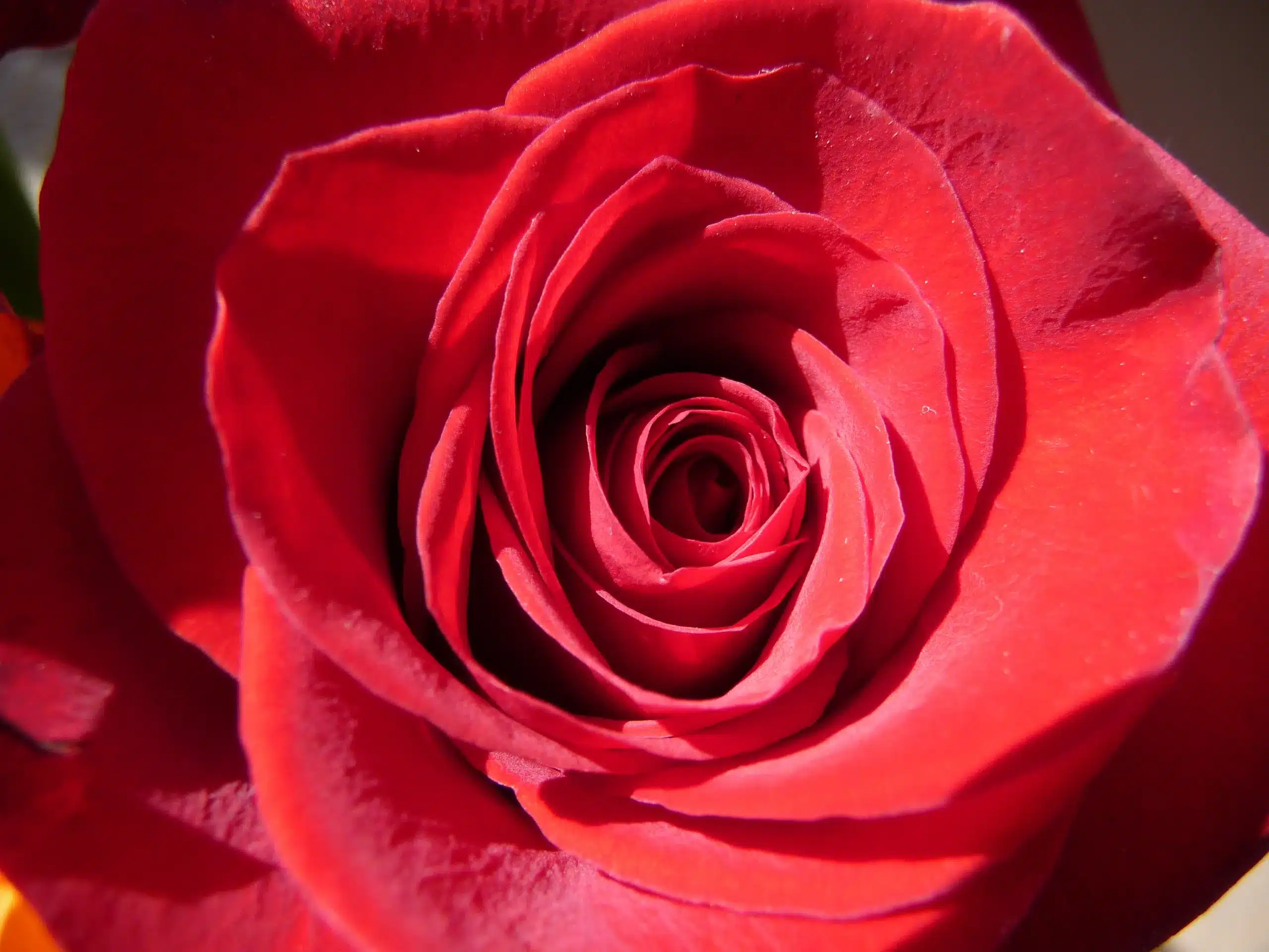Rose in my front yard