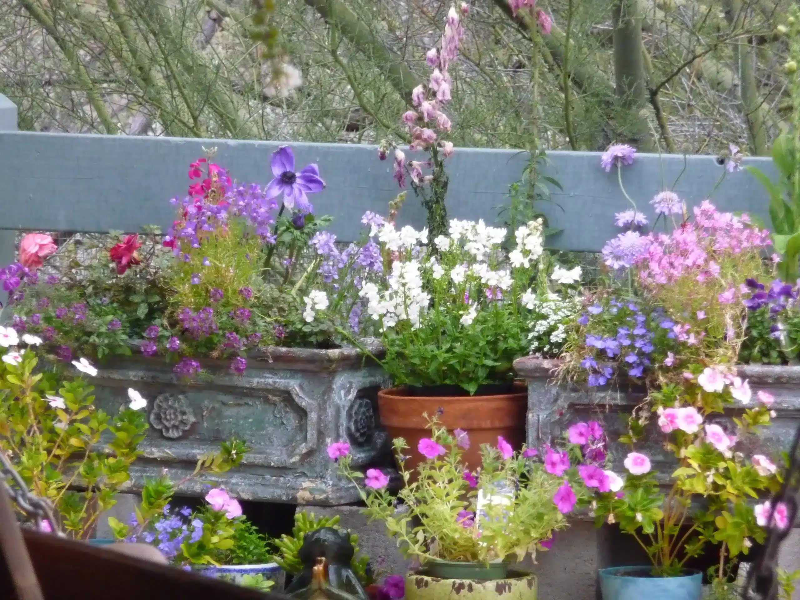 Flowers my garden, Spring 2017