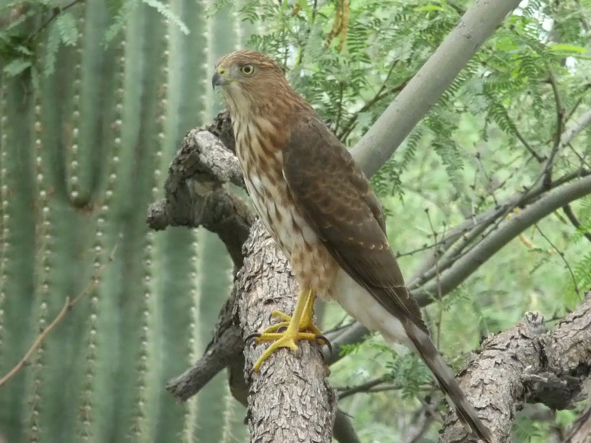 Hawk in my front yard